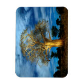 Magnet Flexible Un Arbre Du Baobab (Adansonia) Éclairé Au Bord De (Vertical)