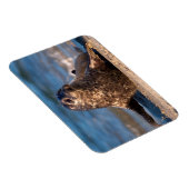 Magnet Flexible Un bébé phoque débarquant dans le bassin pour enfa (Côté Droit)