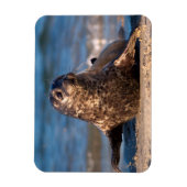 Magnet Flexible Un bébé phoque débarquant dans le bassin pour enfa (Vertical)