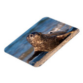 Magnet Flexible Un bébé phoque débarquant dans le bassin pour enfa (Côté Gauche)