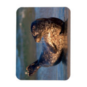 Magnet Flexible Un bébé phoque levant sa queue (Vertical)