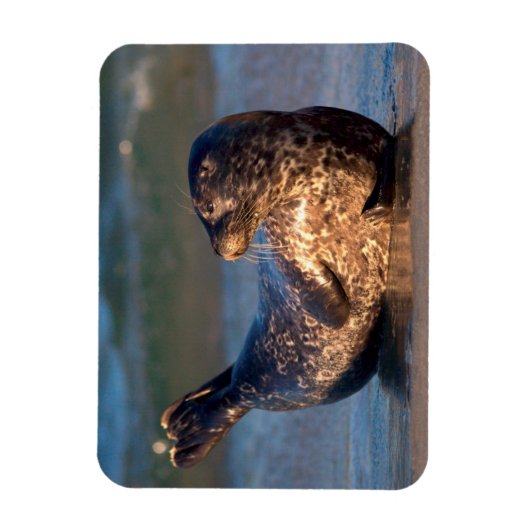 Magnet Flexible Un bébé phoque levant sa queue (Vertical)