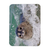Magnet Flexible Un bébé phoque surfant (Vertical)