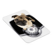 Magnet Flexible Un bulldog français à l'échelle regardant la camér (Côté Droit)