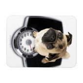 Magnet Flexible Un bulldog français à l'échelle regardant la camér (Horizontal)