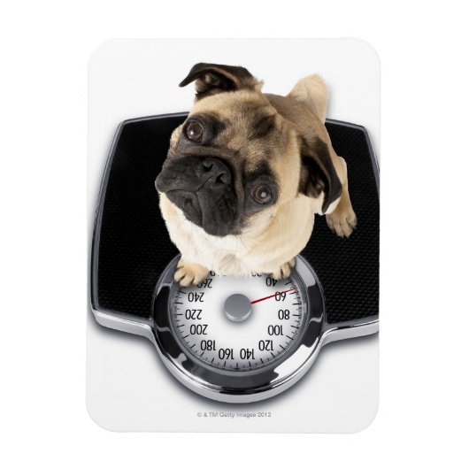 Magnet Flexible Un bulldog français à l'échelle regardant la camér (Vertical)