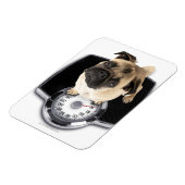 Magnet Flexible Un bulldog français à l'échelle regardant la camér (Côté Gauche)