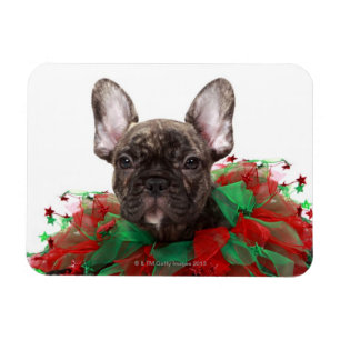 Magnet Flexible Un bulldog français portant un collier de Noël