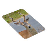 Magnet Flexible Un Cerf Mule Buck (Côté Droit)