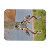 Magnet Flexible Un Cerf Mule Buck (Horizontal)