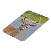 Magnet Flexible Un Cerf Mule Buck (Côté Gauche)