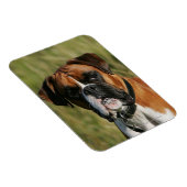 Magnet Flexible Un chien de boxe qui regarde à la caméra (Côté Droit)