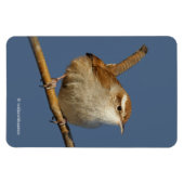 Magnet Flexible Un curieux Wren de Bewick's Wren dans l'arbre (Horizontal)