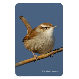 Magnet Flexible Un curieux Wren de Bewick's Wren dans l'arbre