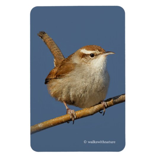 Magnet Flexible Un curieux Wren de Bewick's Wren dans l'arbre (Vertical)