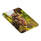 Magnet Flexible Un grappe moisi de raisins Semillon au Ch Raymond (Côté Droit)