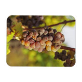 Magnet Flexible Un grappe moisi de raisins Semillon au Ch Raymond (Horizontal)