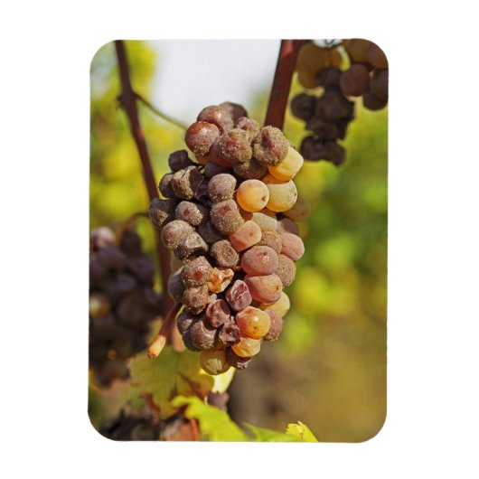 Magnet Flexible Un grappe moisi de raisins Semillon au Ch Raymond (Vertical)