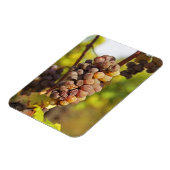 Magnet Flexible Un grappe moisi de raisins Semillon au Ch Raymond (Côté Gauche)