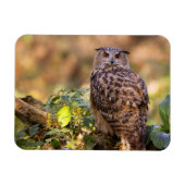 Magnet Flexible Un hibou de l'aigle (Horizontal)