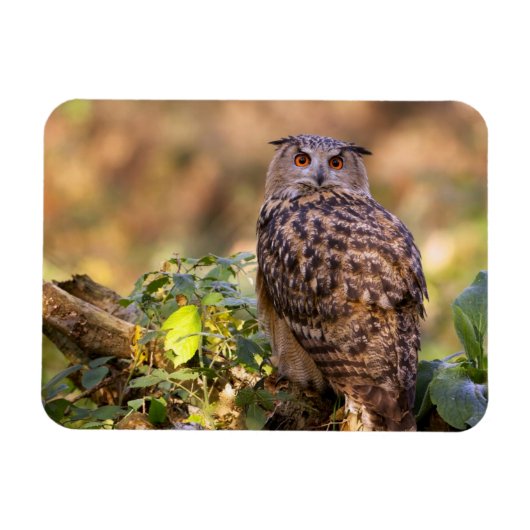 Magnet Flexible Un hibou de l'aigle (Horizontal)