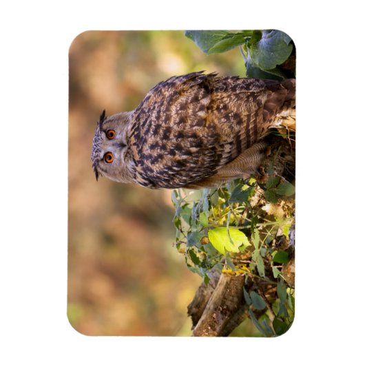 Magnet Flexible Un hibou de l'aigle (Vertical)