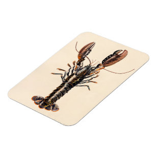 Magnet Flexible Un homard de Solva