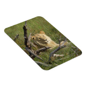 Magnet Flexible Un jeune lion en herbe au Botswana