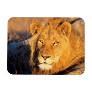 Magnet Flexible Un lion à crinière rouge regardant l'appareil phot