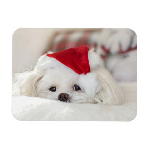 Magnet Flexible Un mignon chien blanc dans un Casquette de Noël ro
