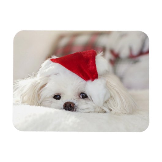 Magnet Flexible Un mignon chien blanc dans un Casquette de Noël ro (Horizontal)