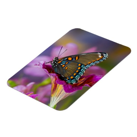 Magnet Flexible Un papillon à queue noire (Côté Gauche)