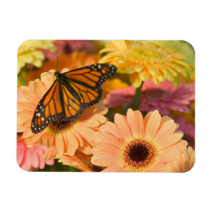 Magnet Flexible Un papillon de deuil