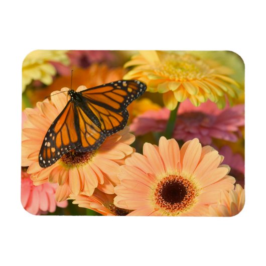 Magnet Flexible Un papillon de deuil (Horizontal)