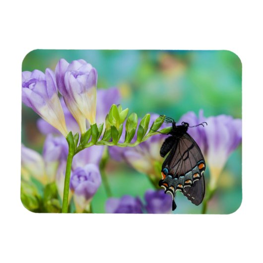 Magnet Flexible Un papillon monarque | Danaus Plexippus (Horizontal)