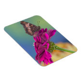 Magnet Flexible Un papillon Papilio Multicaudatus (Côté Droit)