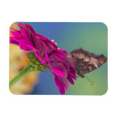 Magnet Flexible Un papillon Papilio Multicaudatus (Horizontal)