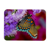 Magnet Flexible Un papillon swallowtail à épices (Horizontal)