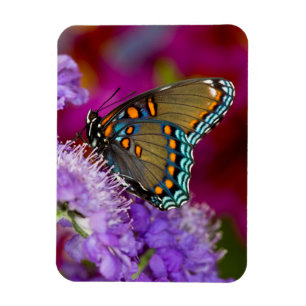 Magnet Flexible Un papillon swallowtail à épices