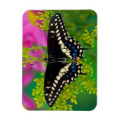 Magnet Flexible Un papillon swallowtail atterrissant (Vertical)