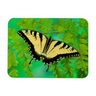 Magnet Flexible Un papillon swallowtail atterrissant