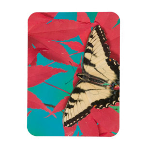 Magnet Flexible Un papillon swallowtail du Canada