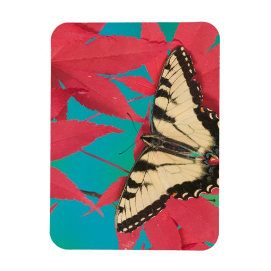 Magnet Flexible Un papillon swallowtail du Canada (Vertical)