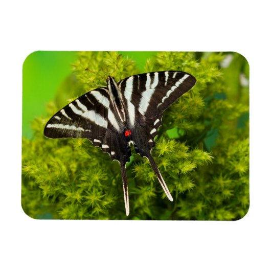 Magnet Flexible Un papillon swallowtail nord-américain (Horizontal)