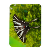Magnet Flexible Un papillon swallowtail nord-américain (Vertical)