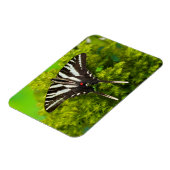 Magnet Flexible Un papillon swallowtail nord-américain (Côté Gauche)