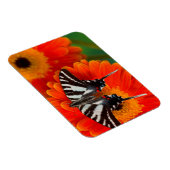 Magnet Flexible Un papillon swallowtail zèbre (Côté Droit)