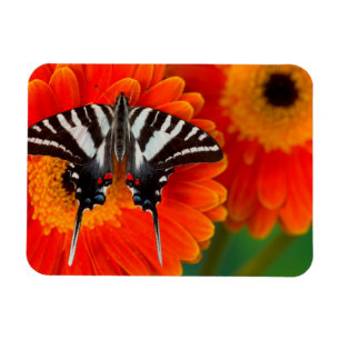 Magnet Flexible Un papillon swallowtail zèbre