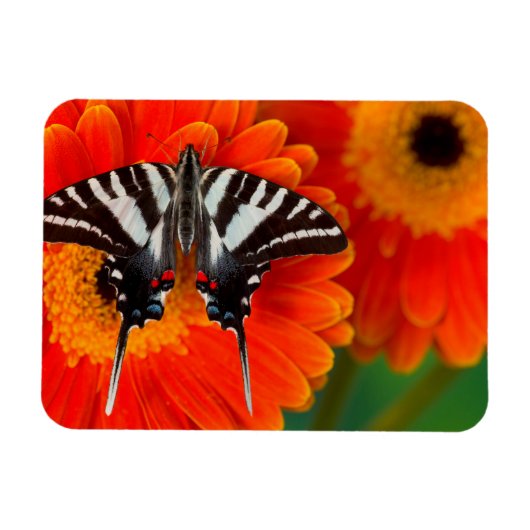 Magnet Flexible Un papillon swallowtail zèbre (Horizontal)