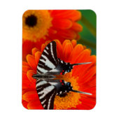 Magnet Flexible Un papillon swallowtail zèbre (Vertical)
